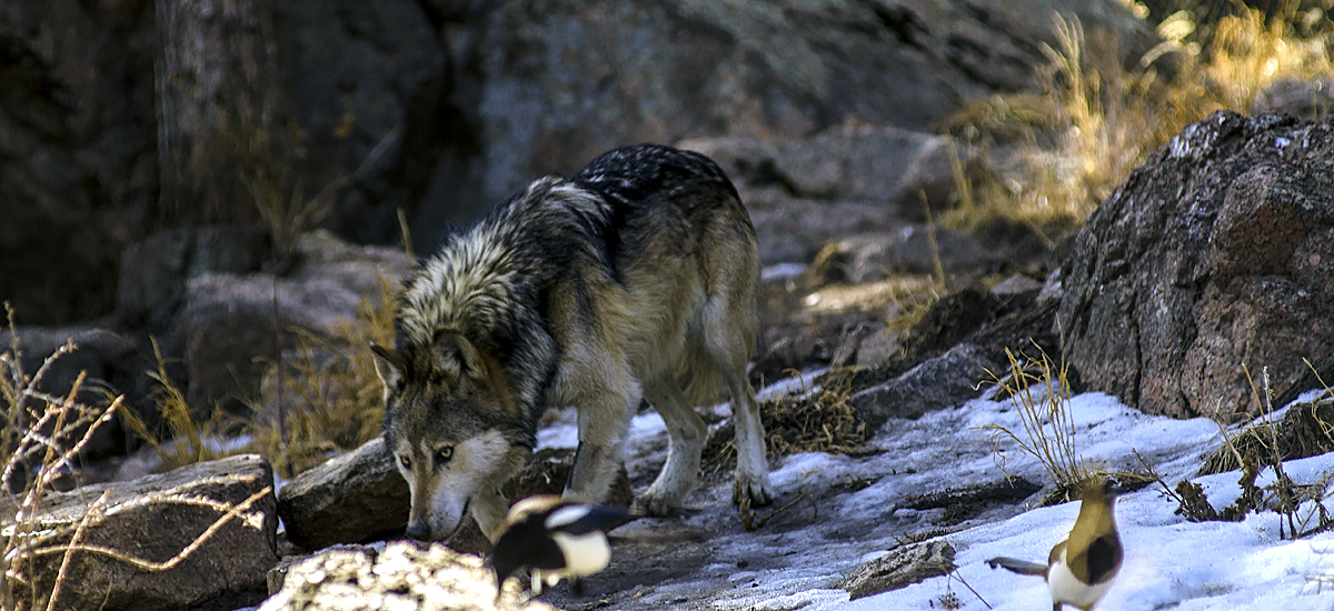 Colorado Wolf