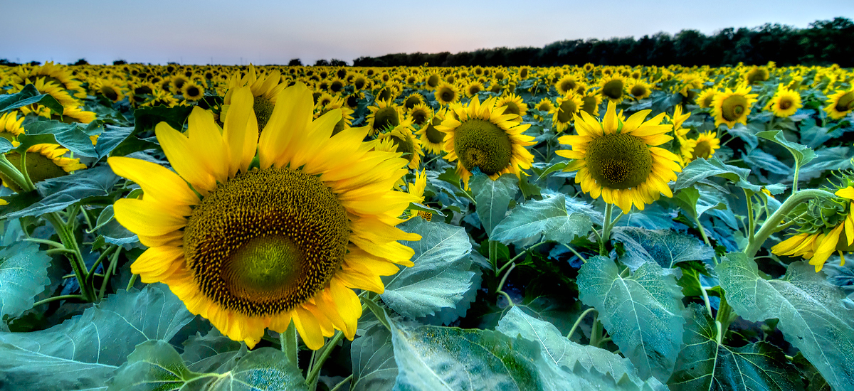 Sunflowers