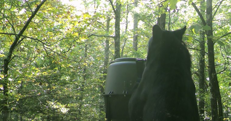 Bear Trouble in Oklahoma