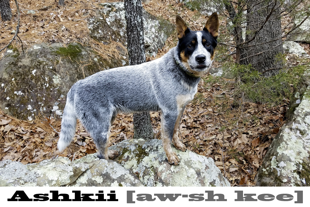 Ashkii the Blue Heeler - Synaptic Endeavors