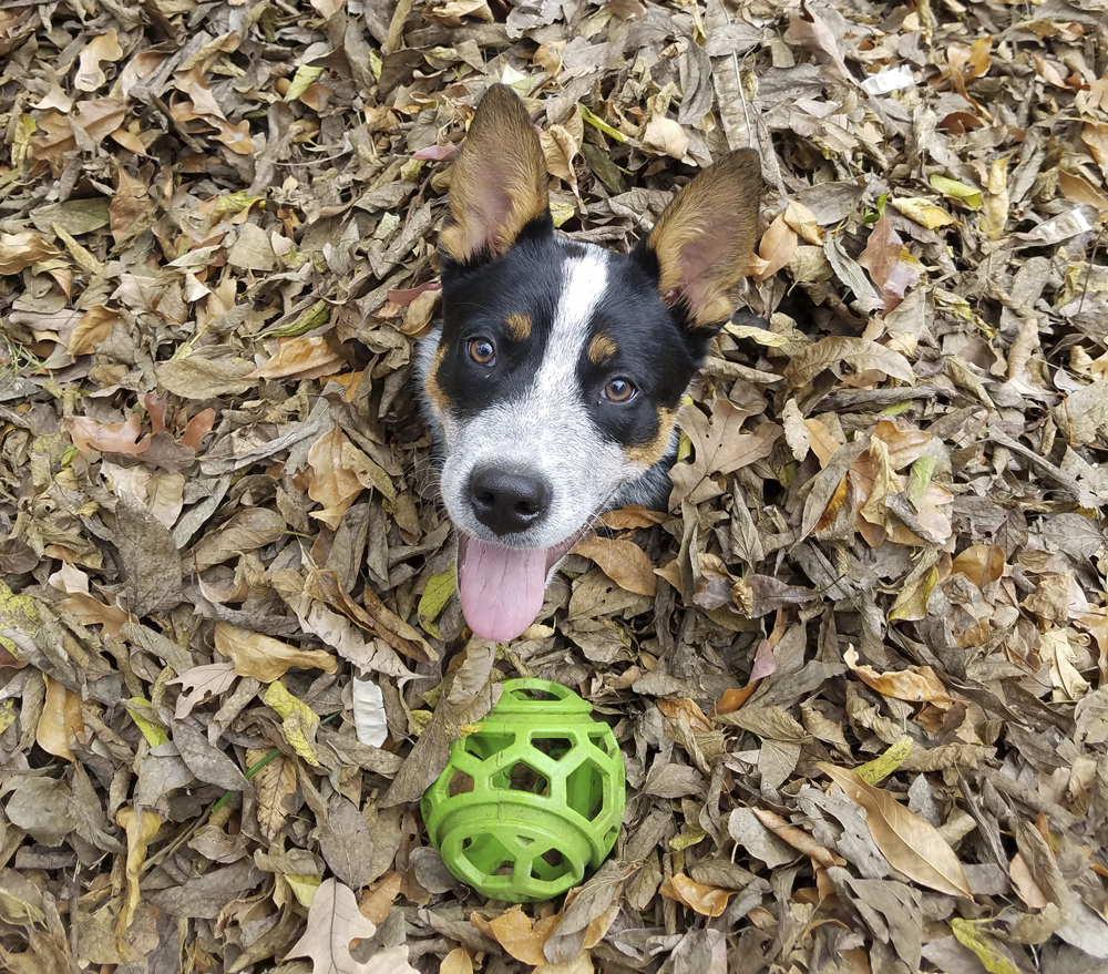 Ashkii the Blue Heeler - Synaptic Endeavors